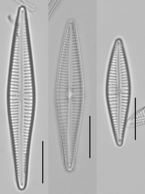 Gomphonema gracile (Encyclopedia of Diatoms Found in the USA ...