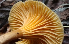 Cantharellus appalachiensis
