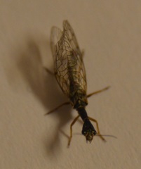 Xanthostigma xanthostigma