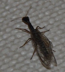 Xanthostigma xanthostigma