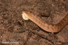 Duttaphrynus melanostictus