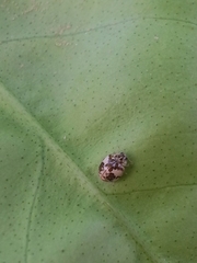 Psyllobora bicongregata