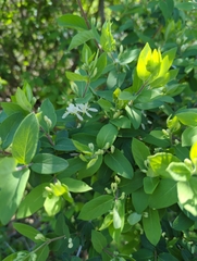 Lonicera morrowii