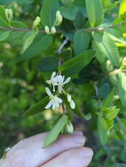 Lonicera morrowii