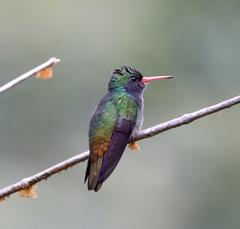 Blue-Throated Sapphire photo 2