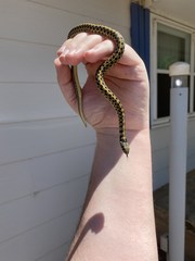 Thamnophis marcianus