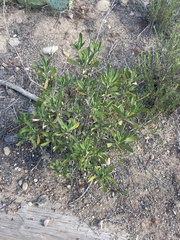 Eriodictyon crassifolium