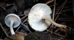 Clitocybe americana