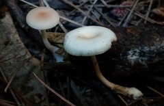 Clitocybe americana