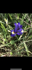 Moraea sisyrinchium