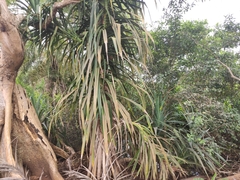 Pandanus mayotteensis