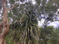 Pandanus mayotteensis
