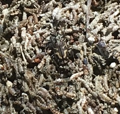 Cicindela tenuicincta