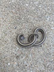 Tropidoclonion lineatum