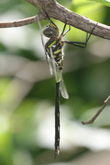Somatochlora ozarkensis