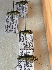 Cicindela tenuicincta