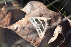 Grammodes bifasciata