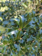Ilex aquifolium