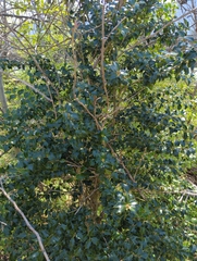 Ilex aquifolium