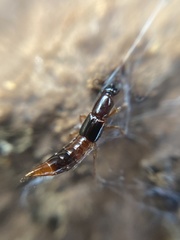 Atrecus affinis