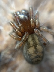 Callobius claustrarius