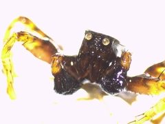 Pardosa hortensis