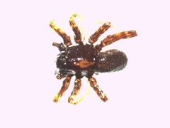 Pardosa hortensis