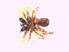 Pardosa hortensis