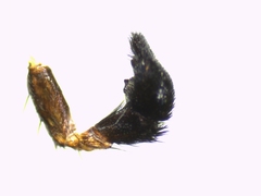 Pardosa hortensis