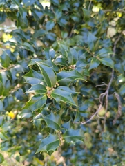 Ilex aquifolium