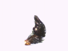 Pardosa hortensis