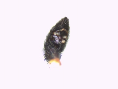 Pardosa hortensis