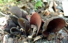 Wynnea americana