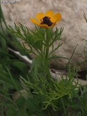 Adonis dentata