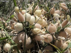 Astragalus spinosus