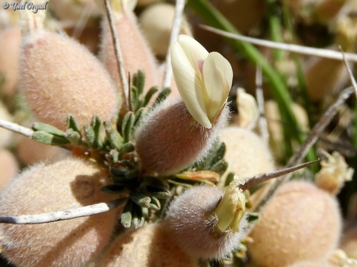 Astragalus spinosus