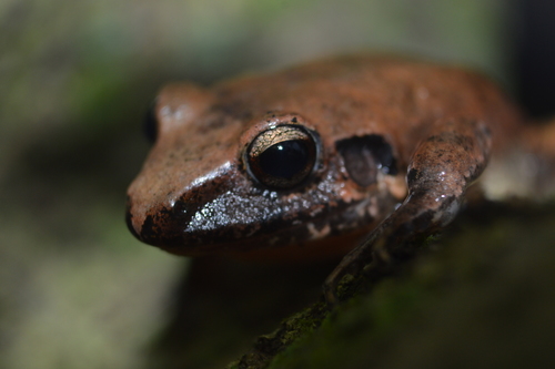 Polymorphic Robber Frog