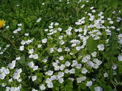 Veronica filiformis
