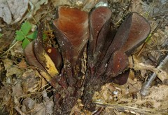 Wynnea americana