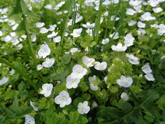 Veronica filiformis