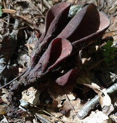 Wynnea americana