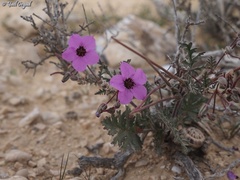 Erodium crassifolium
