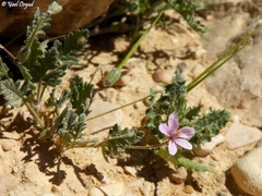 Erodium touchyanum