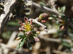 Gymnocarpos decander