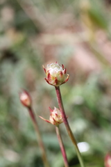 Armeria arenaria