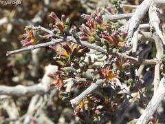 Gymnocarpos decander