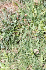 Armeria arenaria