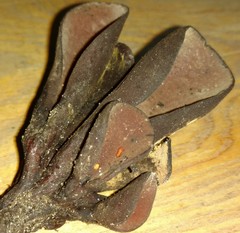 Wynnea americana