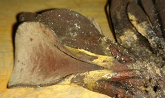 Wynnea americana