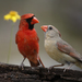 北美紅雀 - Photo 由 Laura Keene 所上傳的 (c) Laura Keene，保留部份權利CC BY-NC